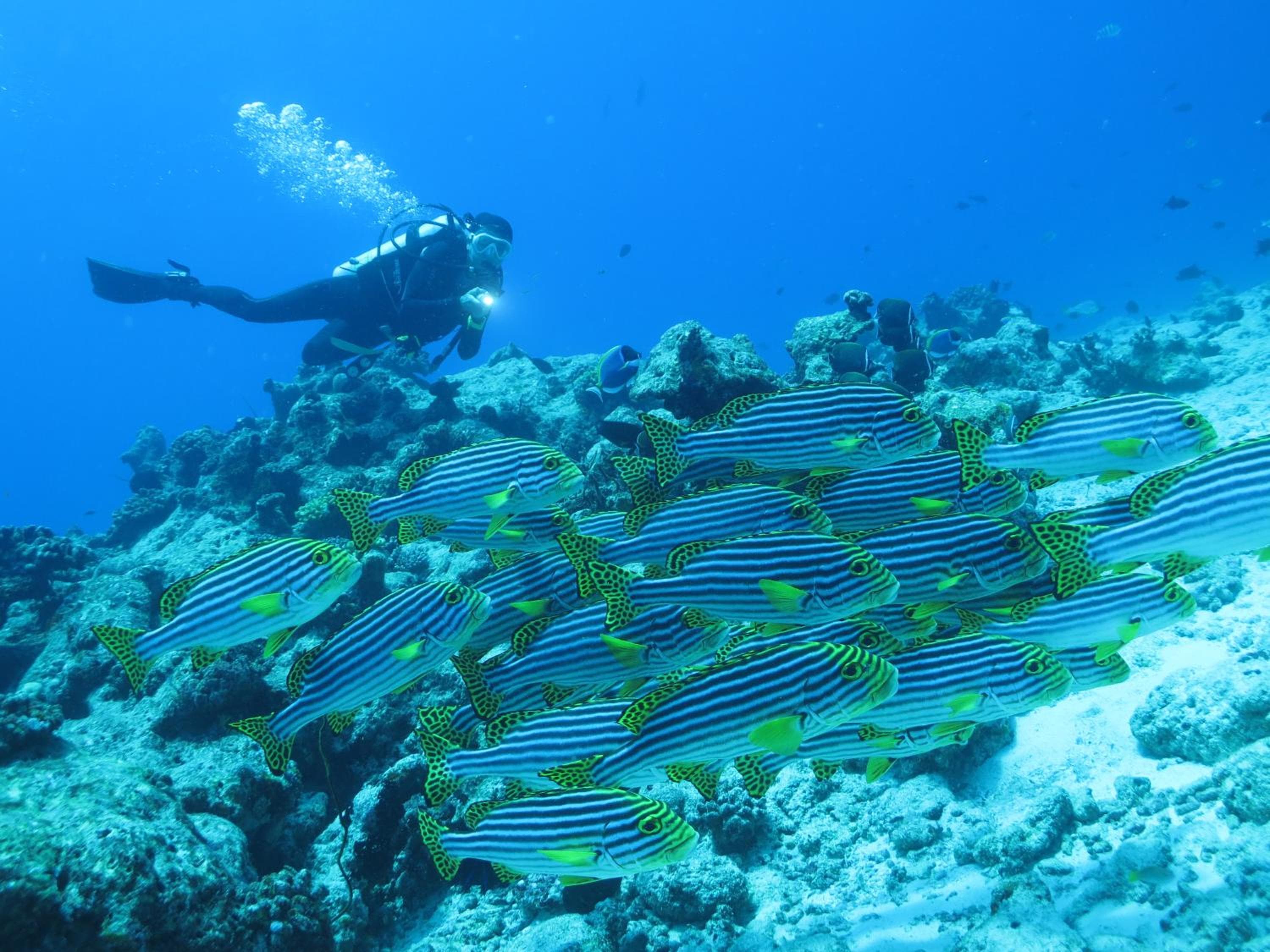 Adaaran Select Huduran Fushi - Free Dine around Premium All Inclusive 24 hours - 45 mins by Speedboat - View 152