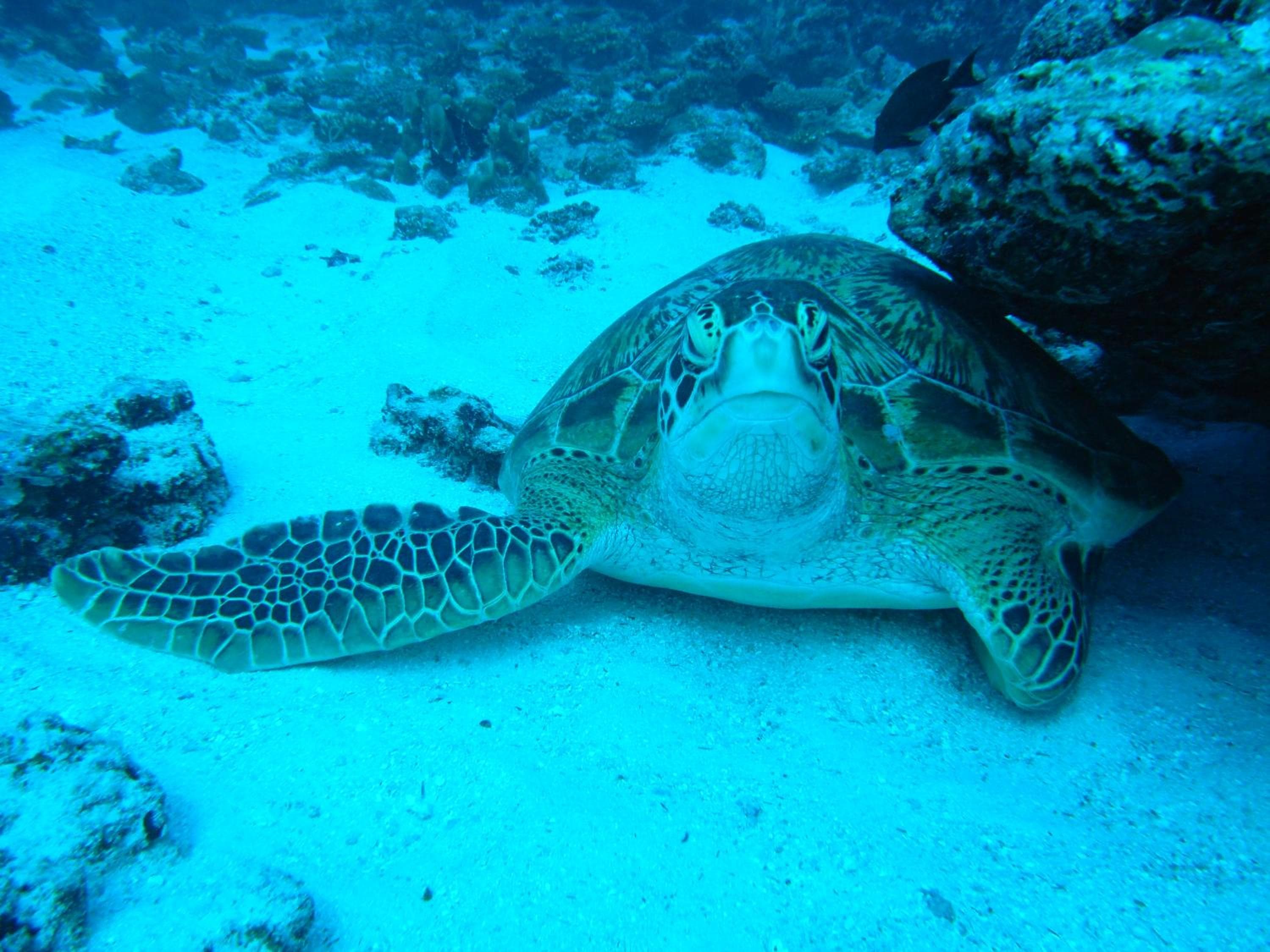 Adaaran Select Huduran Fushi - Free Dine around Premium All Inclusive 24 hours - 45 mins by Speedboat - View 42