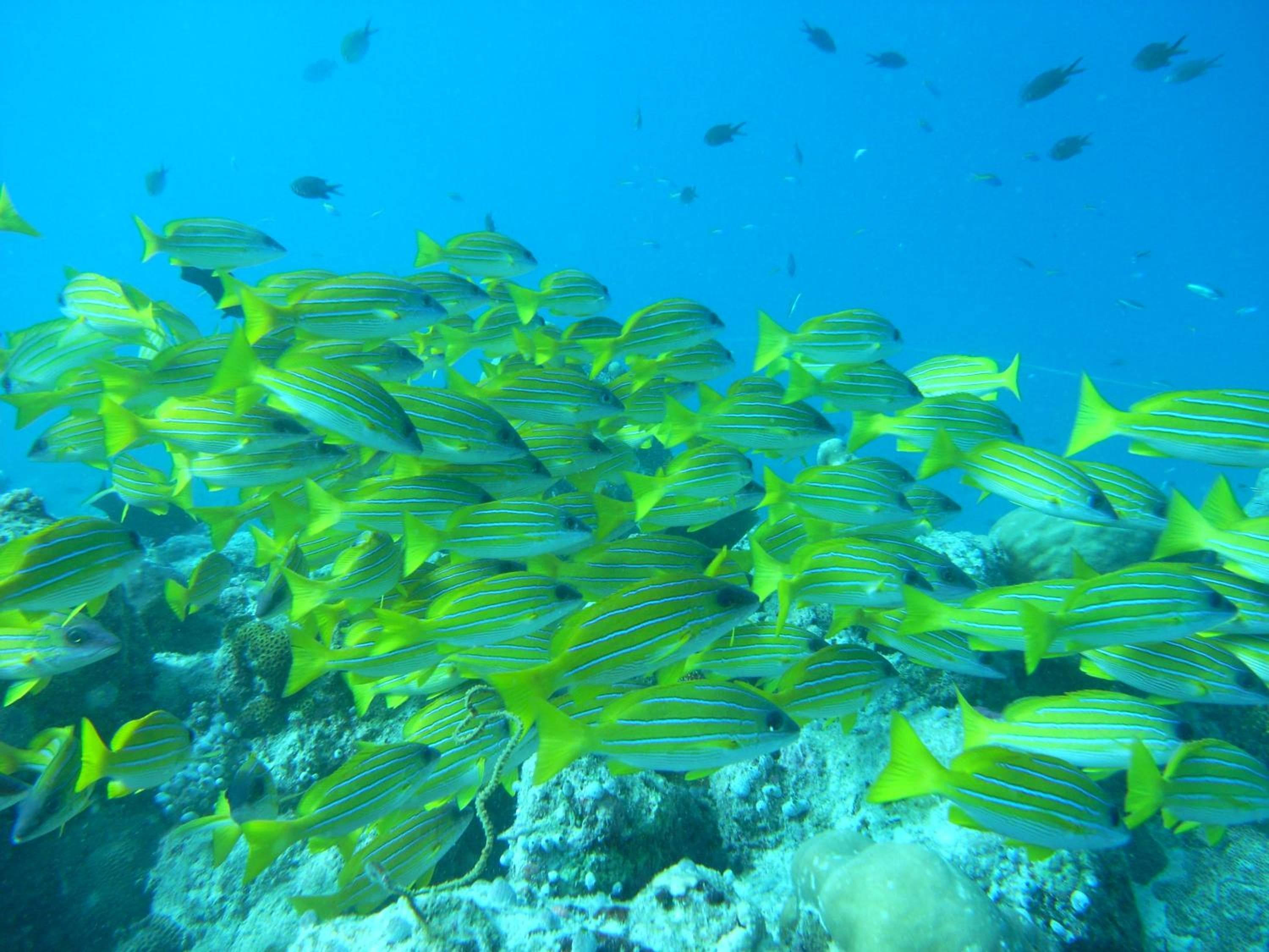 Adaaran Select Huduran Fushi - Free Dine around Premium All Inclusive 24 hours - 45 mins by Speedboat - View 43