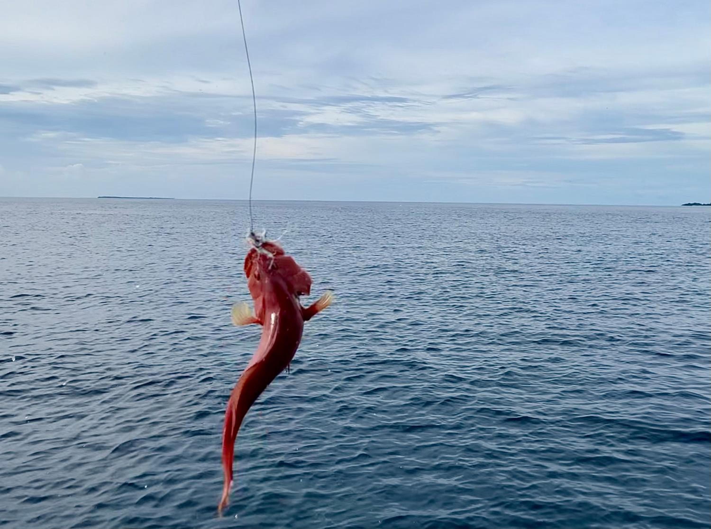 Viluveli Holiday Retreat - Special offer Available - Valid till January 15th 2026 - View 15