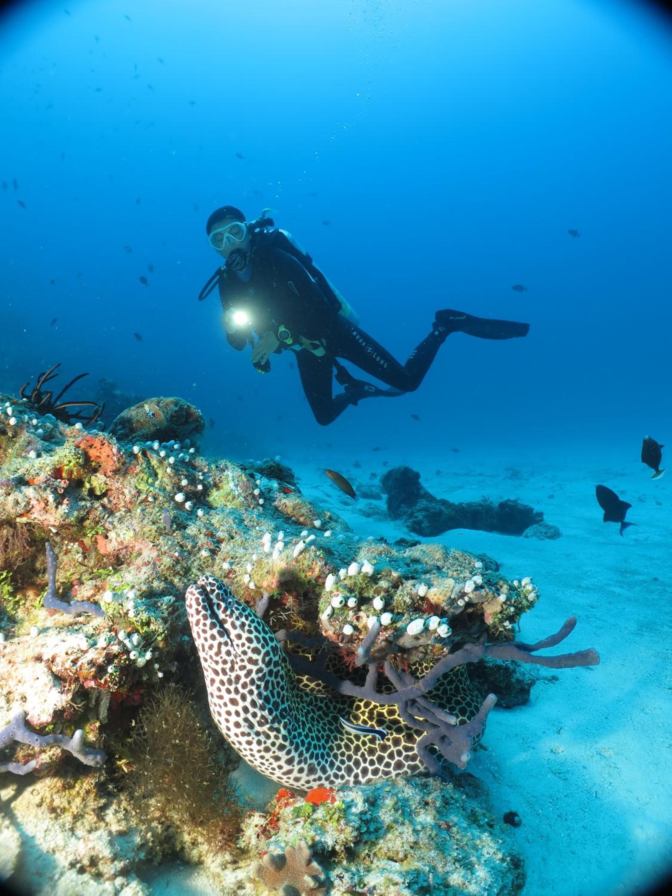 Adaaran Select Huduran Fushi - Free Dine around Premium All Inclusive 24 hours - 45 mins by Speedboat - View 147