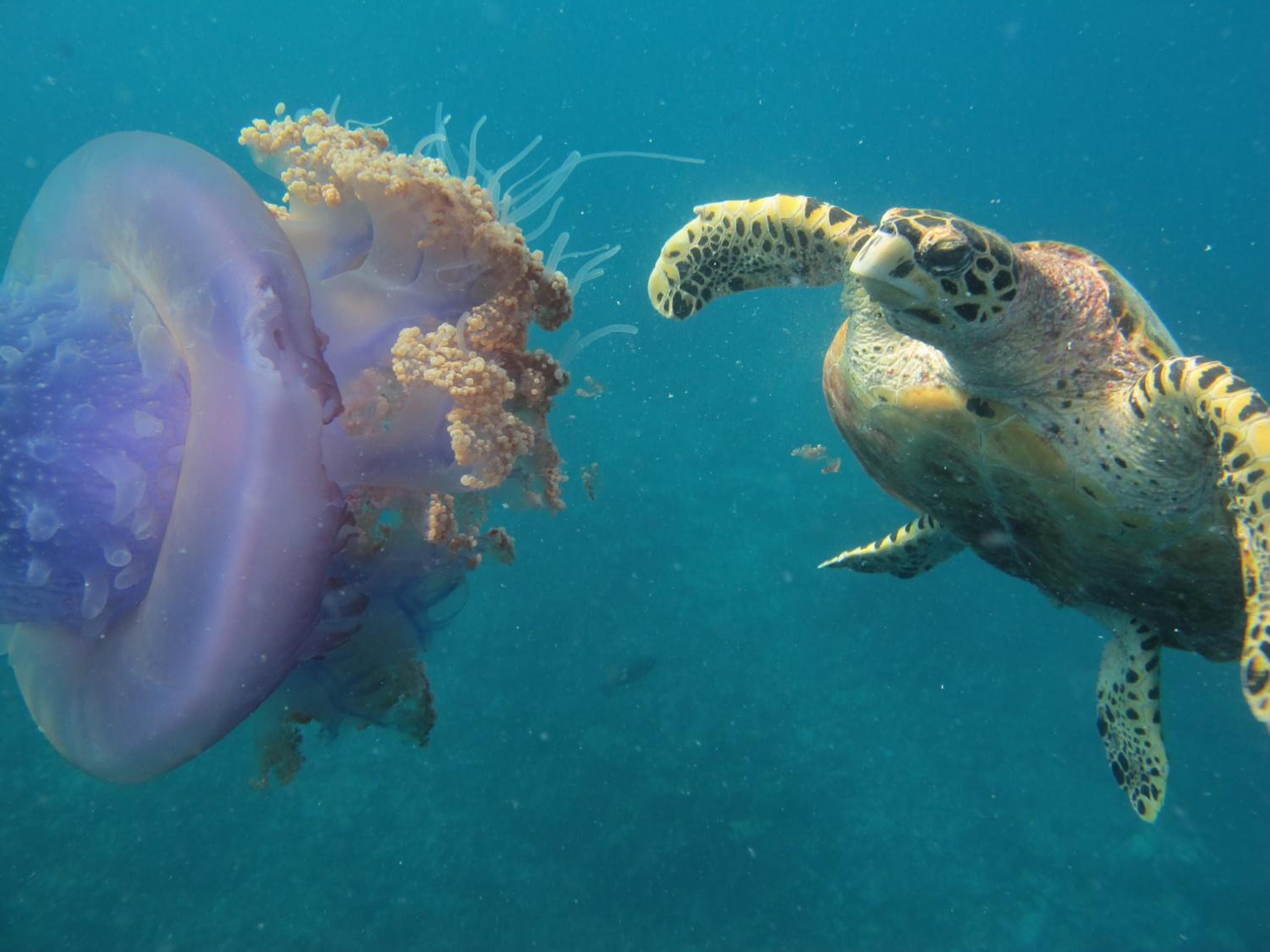 Adaaran Select Huduran Fushi - Free Dine around Premium All Inclusive 24 hours - 45 mins by Speedboat - View 149