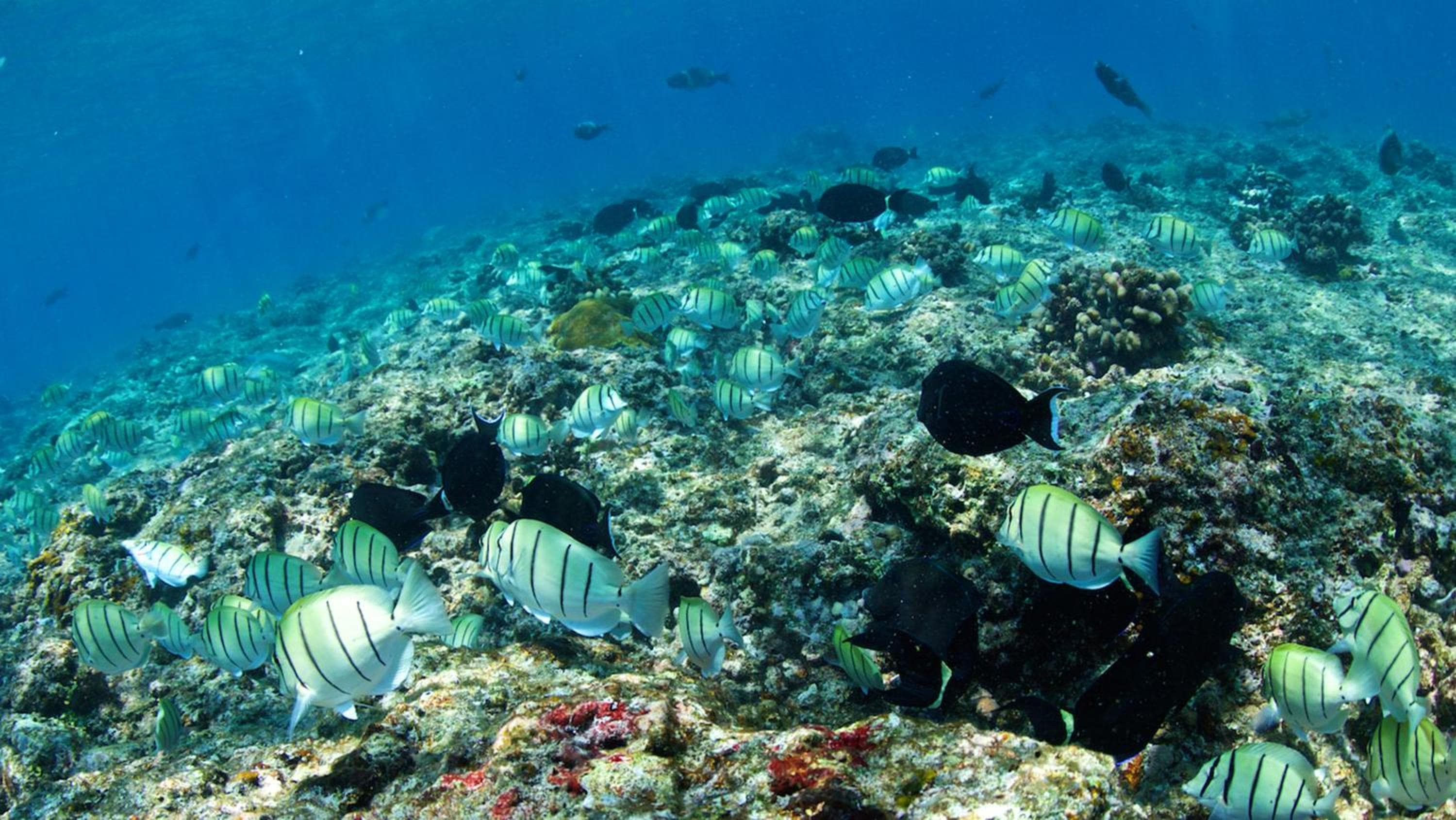 Adaaran Select Huduran Fushi - Free Dine around Premium All Inclusive 24 hours - 45 mins by Speedboat - View 39