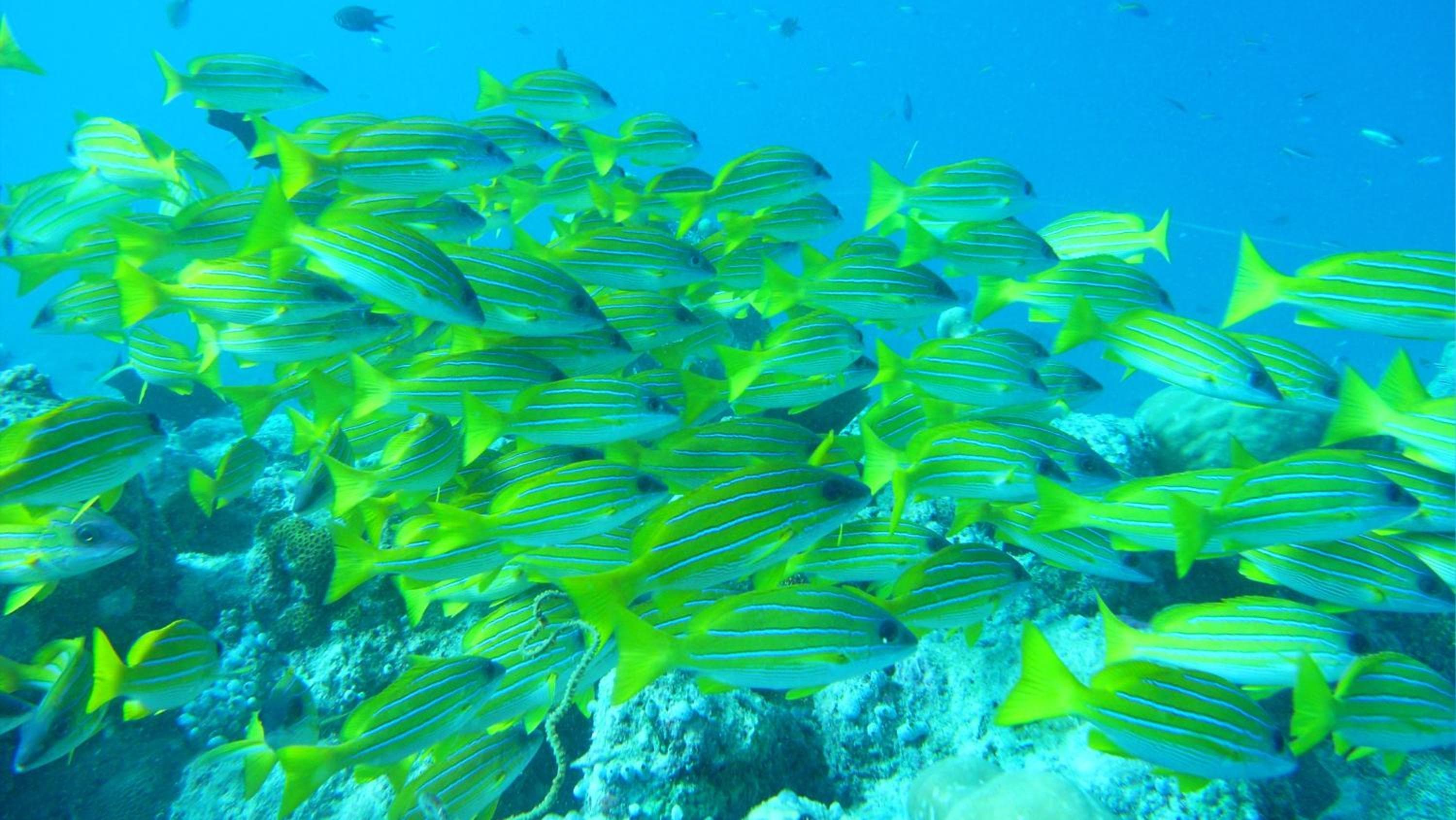 Adaaran Select Huduran Fushi - Free Dine around Premium All Inclusive 24 hours - 45 mins by Speedboat - View 138