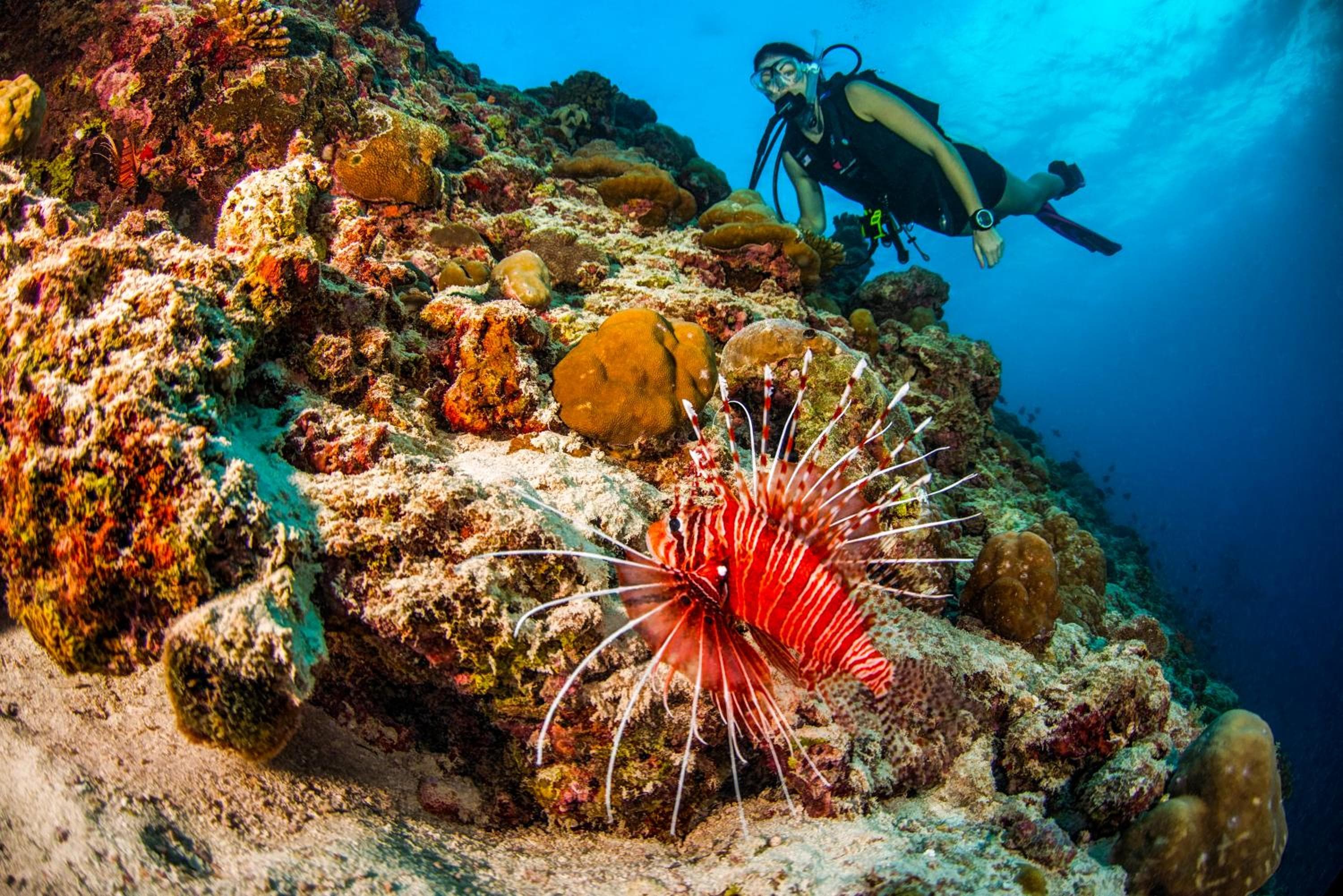 Dusit Thani Maldives - 50 percent off on Transfers for Stays of 5 Nights stay until 20 December 2026 - View 88