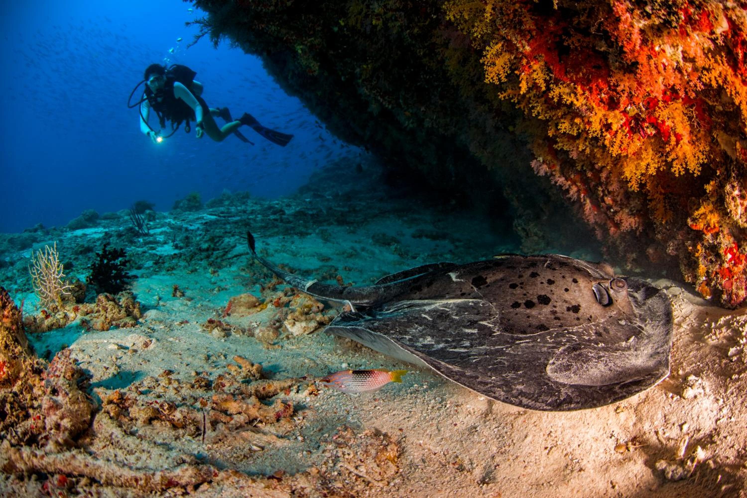 Dusit Thani Maldives - 50 percent off on Transfers for Stays of 5 Nights stay until 20 December 2026 - View 89