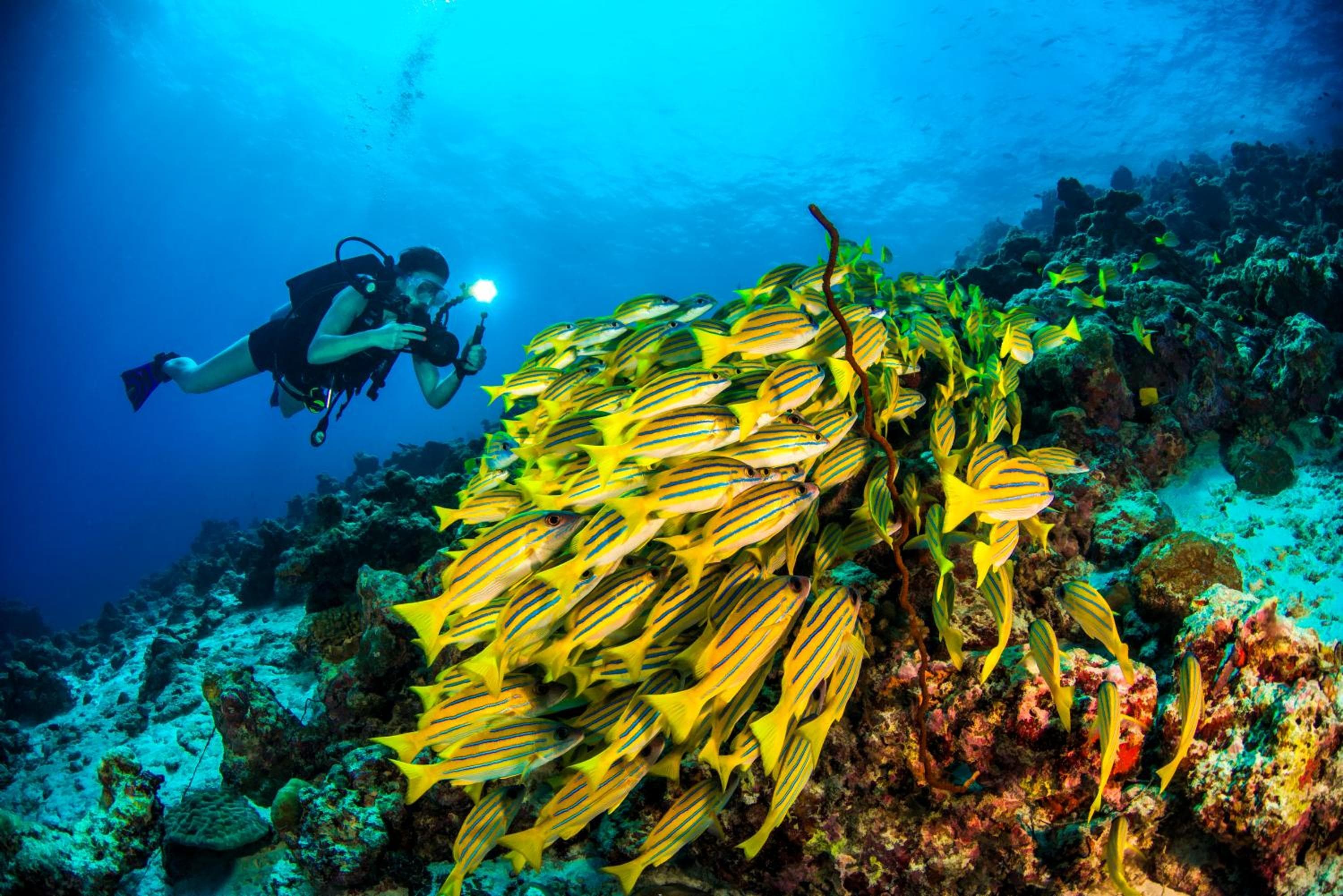Dusit Thani Maldives - 50 percent off on Transfers for Stays of 5 Nights stay until 20 December 2026 - View 90