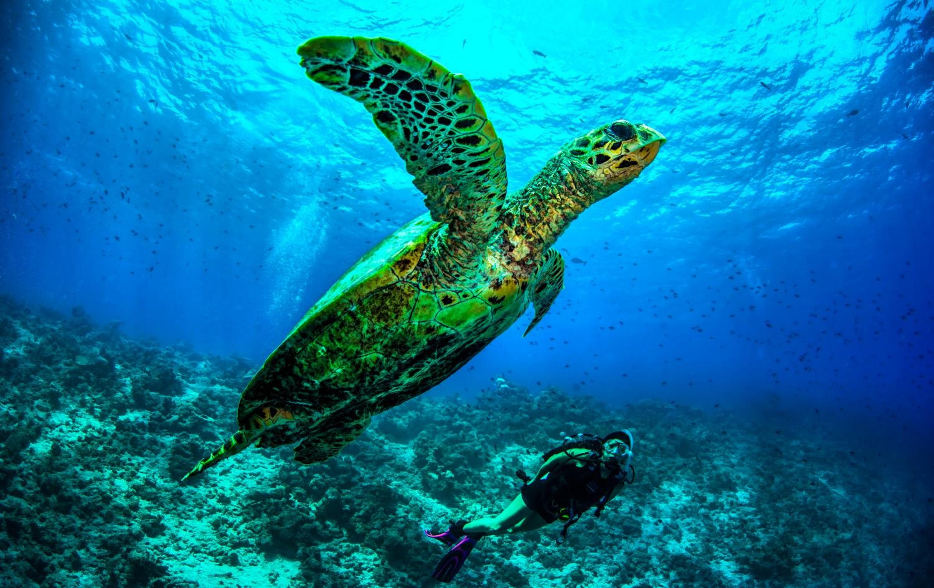 Dusit Thani Maldives - 50 percent off on Transfers for Stays of 5 Nights stay until 20 December 2026 - View 95