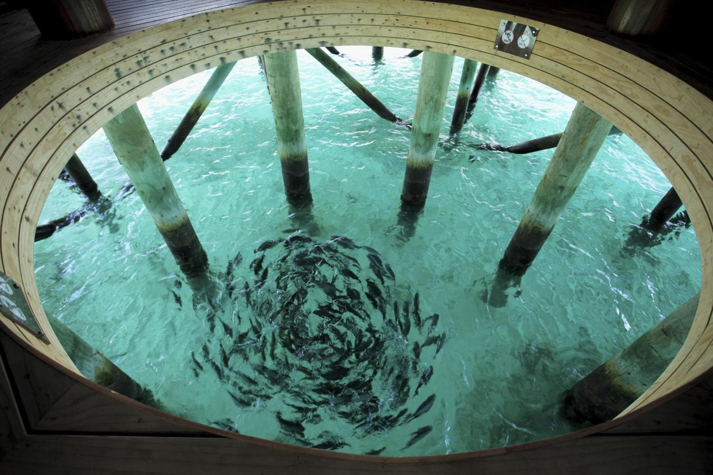 Centara Ras Fushi Resort & Spa Maldives - 50 percent discount on transfers for min 4 nights stay and more, valid for reservations between 11th Feb till 22 - View 141