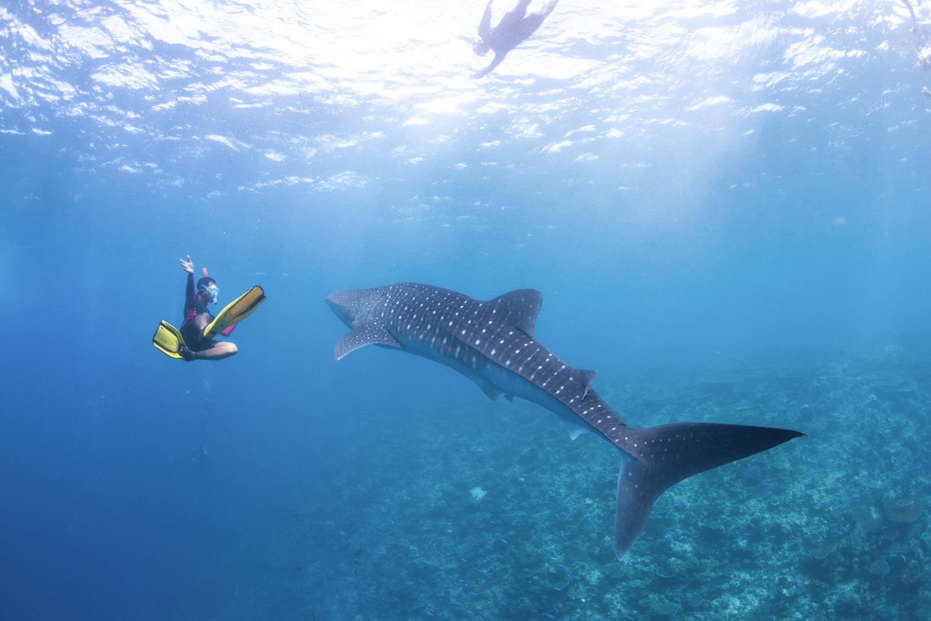 Radisson Blu Resort Maldives with 50 percent off on Sea Plane round trip 03 nights & above - View 98