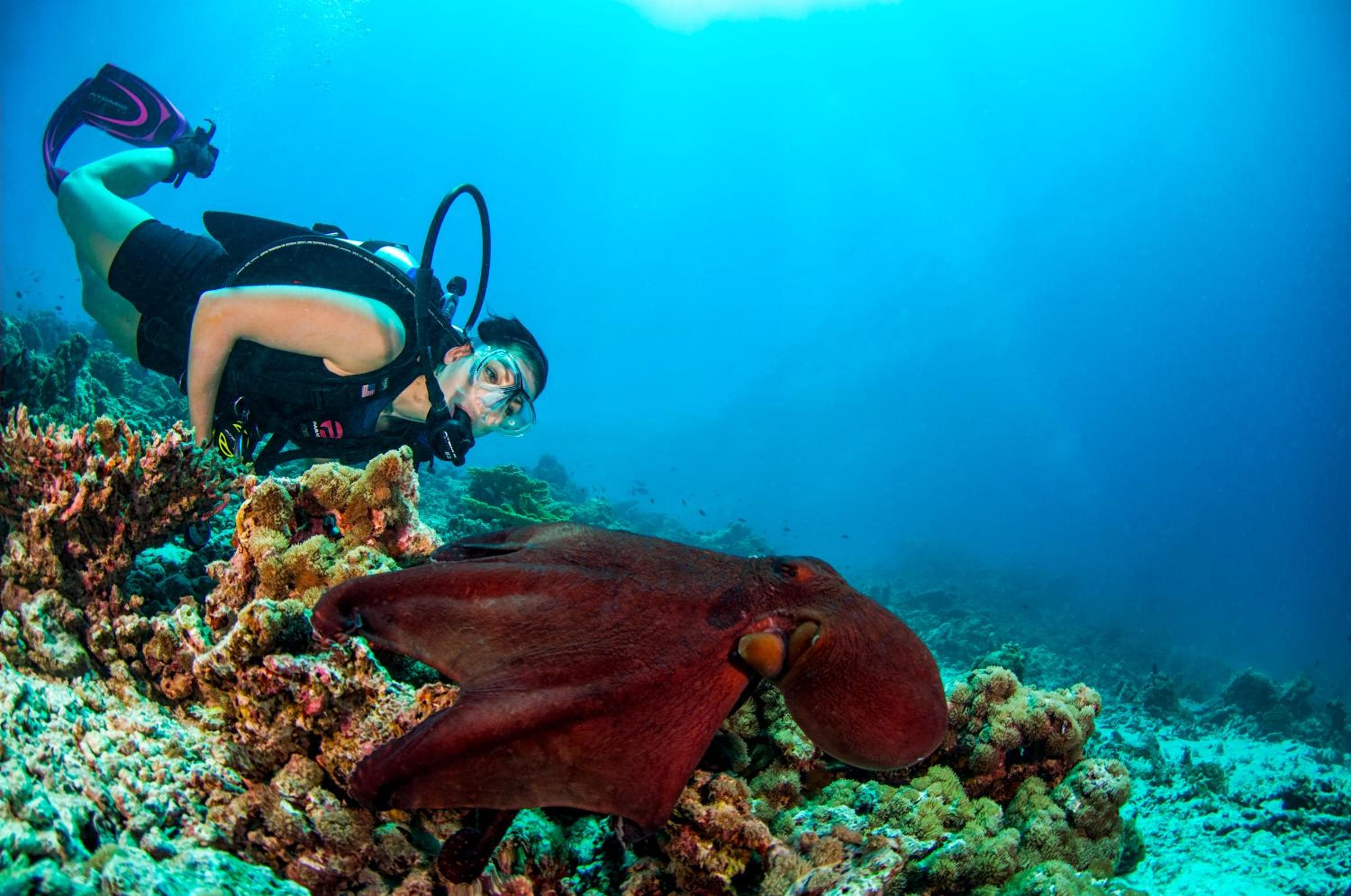 Dusit Thani Maldives - 50 percent off on Transfers for Stays of 5 Nights stay until 20 December 2026 - View 91