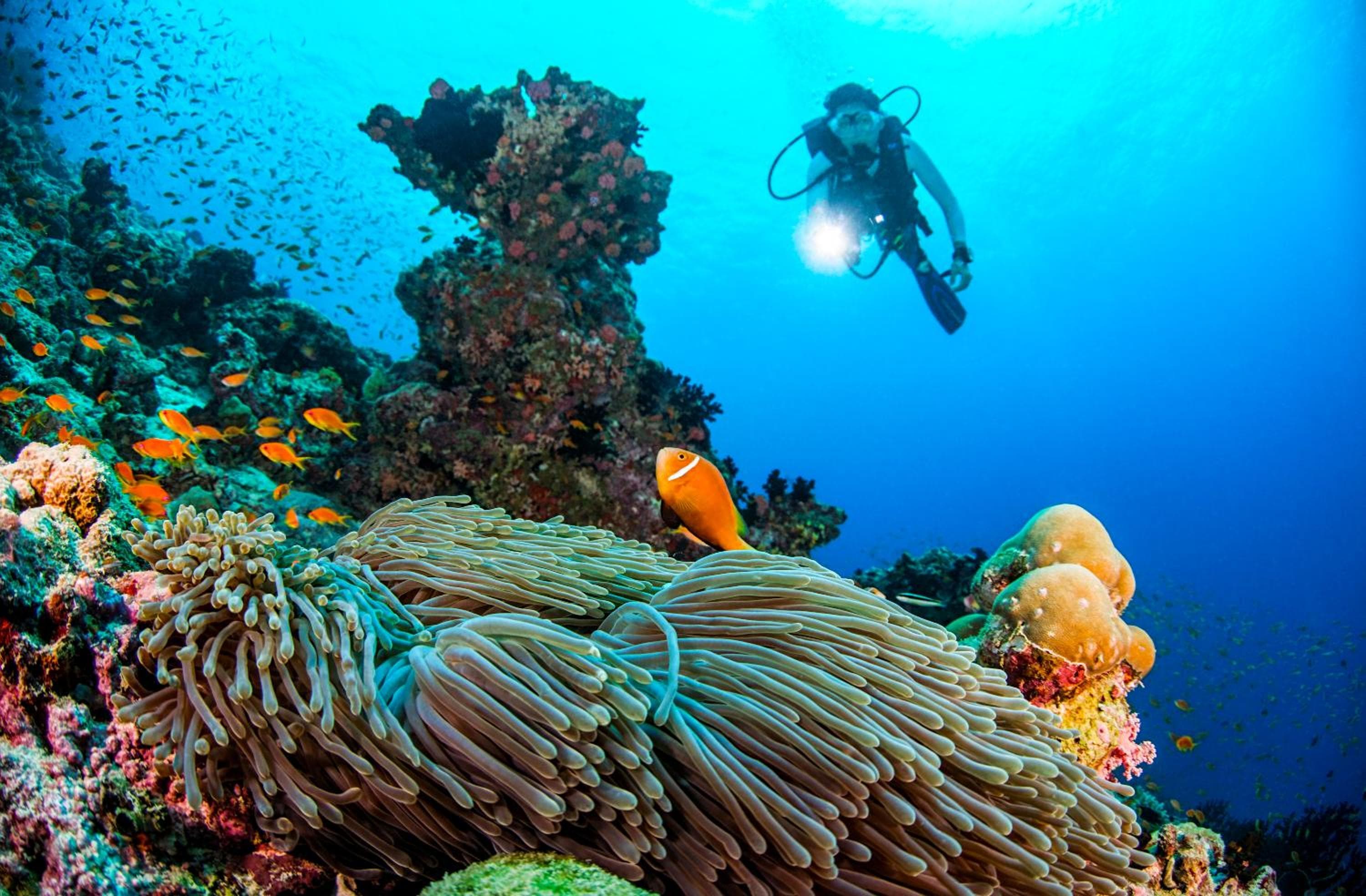 Dusit Thani Maldives - 50 percent off on Transfers for Stays of 5 Nights stay until 20 December 2026 - View 92