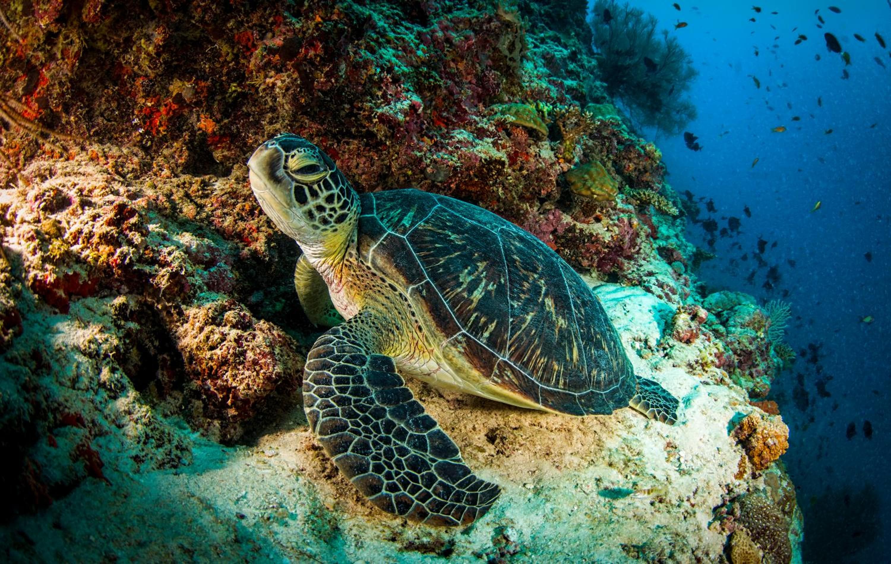Dusit Thani Maldives - 50 percent off on Transfers for Stays of 5 Nights stay until 20 December 2026 - View 96