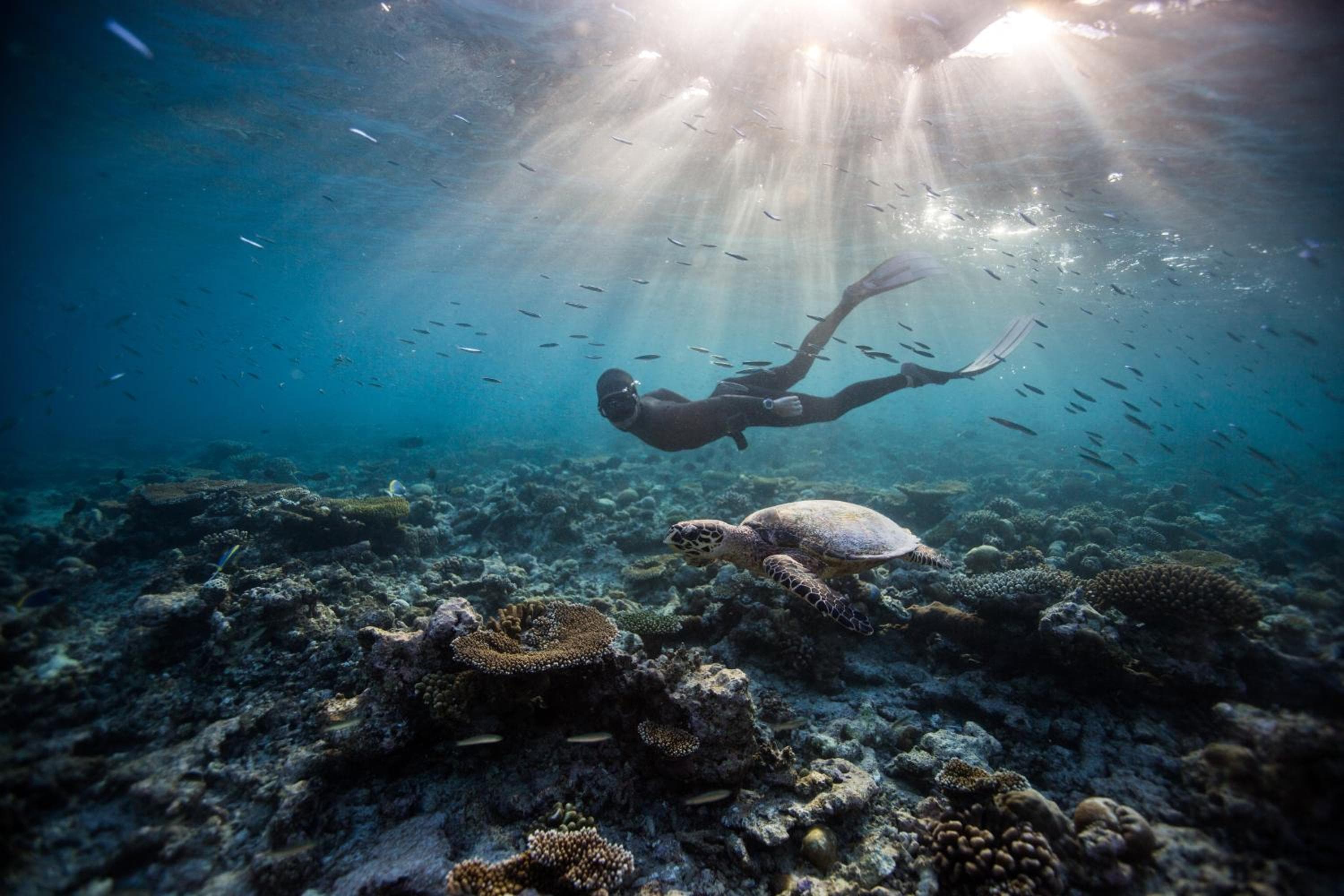 Dusit Thani Maldives - 50 percent off on Transfers for Stays of 5 Nights stay until 20 December 2026 - View 93