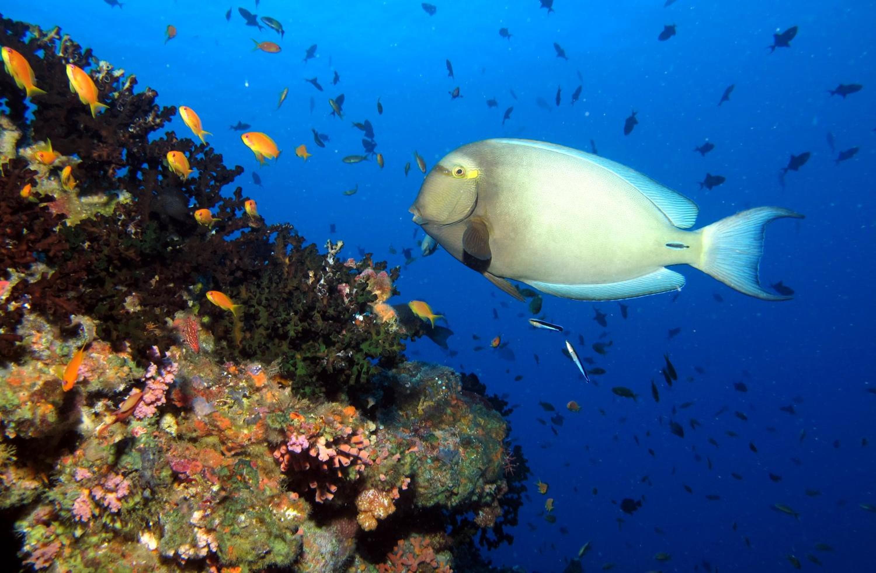 Kandima Maldives - 50 Percent Off Return Domestic Flights for stays of 4 nights or more between 11th April 2026 to 31st October 2026 - View 83