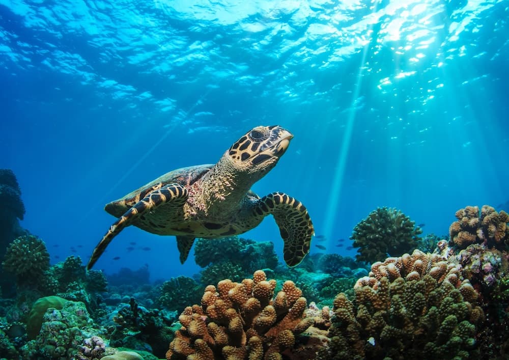 Baglioni Resort Maldives Luxury All Inclusive - LHW - View 143